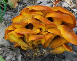 Самый ядовитый гриб: фото и описание
