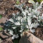 Полынь Горькая (Artemisia absinthium L